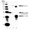 Superoxide Dismutase 3 antibody, LS-C63211, Lifespan Biosciences, Western Blot image 