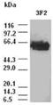 c-Myc antibody, ADI-905-823-100, Enzo Life Sciences, Western Blot image 