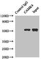 Calcium/Calmodulin Dependent Protein Kinase IV antibody, LS-C377398, Lifespan Biosciences, Immunoprecipitation image 