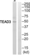 TEA Domain Transcription Factor 3 antibody, abx015059, Abbexa, Western Blot image 
