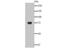 KH-Type Splicing Regulatory Protein antibody, NBP2-76894, Novus Biologicals, Western Blot image 