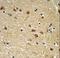 EDIL3 antibody, LS-C167622, Lifespan Biosciences, Immunohistochemistry paraffin image 