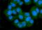 Glutamate Ionotropic Receptor AMPA Type Subunit 2 antibody, PB9205, Boster Biological Technology, Immunofluorescence image 