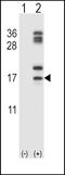 Charcot-Leyden Crystal Galectin antibody, LS-C168802, Lifespan Biosciences, Western Blot image 