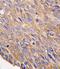 Transducer Of ERBB2, 2 antibody, PA5-13265, Invitrogen Antibodies, Immunohistochemistry frozen image 