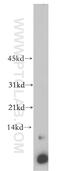 ATP Synthase Membrane Subunit 6.8PL antibody, 14704-1-AP, Proteintech Group, Western Blot image 