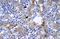 Interferon Regulatory Factor 9 antibody, orb324372, Biorbyt, Immunohistochemistry paraffin image 