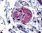 Prostaglandin E Receptor 4 antibody, NLS3890, Novus Biologicals, Immunohistochemistry frozen image 
