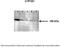 Cytochrome P450 Family 1 Subfamily B Member 1 antibody, 30-766, ProSci, Western Blot image 