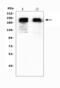 Glutamate Metabotropic Receptor 2 antibody, A06123-1, Boster Biological Technology, Western Blot image 