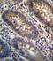 Post-GPI Attachment To Proteins 3 antibody, 56-940, ProSci, Immunohistochemistry paraffin image 