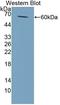 Solute Carrier Family 38 Member 1 antibody, LS-C373441, Lifespan Biosciences, Western Blot image 