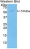 C2 Calcium Dependent Domain Containing 3 antibody, LS-C293070, Lifespan Biosciences, Western Blot image 