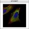 TOM1-like protein 1 antibody, LS-C185801, Lifespan Biosciences, Immunocytochemistry image 