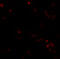 CtIP antibody, 5751, ProSci, Immunofluorescence image 