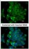 Signal-Induced Proliferation-Associated 1 antibody, NBP2-20369, Novus Biologicals, Immunocytochemistry image 