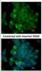 Signal-induced proliferation-associated protein 1 antibody, NBP2-20369, Novus Biologicals, Immunocytochemistry image 