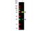 Biotin antibody, NB120-6643, Novus Biologicals, Western Blot image 