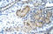Distal-Less Homeobox 5 antibody, orb329696, Biorbyt, Immunohistochemistry paraffin image 