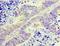 Glycine-N-Acyltransferase Like 1 antibody, LS-C378426, Lifespan Biosciences, Immunohistochemistry frozen image 