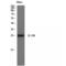 Interleukin 12A antibody, LS-C384093, Lifespan Biosciences, Western Blot image 