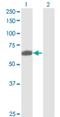 Nectin Cell Adhesion Molecule 2 antibody, H00005819-M01, Novus Biologicals, Western Blot image 