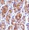 General Transcription Factor IIE Subunit 1 antibody, LS-C166724, Lifespan Biosciences, Immunohistochemistry frozen image 