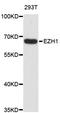 Enhancer Of Zeste 1 Polycomb Repressive Complex 2 Subunit antibody, STJ111140, St John