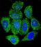 TNF Alpha Induced Protein 1 antibody, orb224029, Biorbyt, Immunofluorescence image 