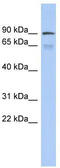 Zinc Finger Protein 791 antibody, TA341508, Origene, Western Blot image 