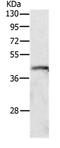 Pyrimidinergic Receptor P2Y4 antibody, PA5-50523, Invitrogen Antibodies, Western Blot image 
