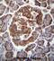 TBC1 Domain Family Member 22A antibody, abx027056, Abbexa, Immunohistochemistry frozen image 