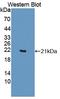 Endothelin-2 antibody, LS-C713361, Lifespan Biosciences, Western Blot image 