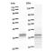 STAM Binding Protein Like 1 antibody, LS-C342744, Lifespan Biosciences, Western Blot image 