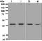 Cytotoxic T-Lymphocyte Associated Protein 4 antibody, ab134090, Abcam, Western Blot image 