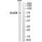 Chloride Intracellular Channel 6 antibody, A12245, Boster Biological Technology, Western Blot image 