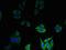 Defensin Beta 1 antibody, orb239409, Biorbyt, Immunocytochemistry image 