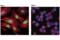 Emerin antibody, 30853S, Cell Signaling Technology, Immunocytochemistry image 
