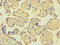 N-Acetylated Alpha-Linked Acidic Dipeptidase Like 2 antibody, OACA04919, Aviva Systems Biology, Immunohistochemistry paraffin image 