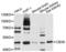 Chromobox 6 antibody, LS-C334116, Lifespan Biosciences, Western Blot image 