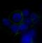 Solute Carrier Family 2 Member 1 antibody, M00163, Boster Biological Technology, Immunofluorescence image 