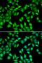 Guanine Monophosphate Synthase antibody, orb247520, Biorbyt, Immunofluorescence image 