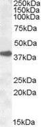 ERCC Excision Repair 1, Endonuclease Non-Catalytic Subunit antibody, GTX88627, GeneTex, Western Blot image 