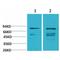 Phosphoinositide-3-Kinase Regulatory Subunit 1 antibody, LS-C387818, Lifespan Biosciences, Western Blot image 