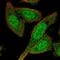BEX1-like protein 1 antibody, NBP2-55387, Novus Biologicals, Immunofluorescence image 