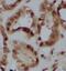 CR antibody, FNab01225, FineTest, Immunohistochemistry frozen image 