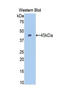 CD11b antibody, LS-C299852, Lifespan Biosciences, Western Blot image 