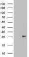 Colony Stimulating Factor 2 antibody, LS-C791452, Lifespan Biosciences, Western Blot image 