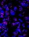 Pleiotropic Regulator 1 antibody, NBP1-06556, Novus Biologicals, Immunofluorescence image 