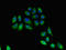 Major Histocompatibility Complex, Class II, DR Beta 3 antibody, orb400272, Biorbyt, Immunocytochemistry image 